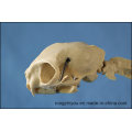 Cat Skeleton Model for Teaching and Medical Purpose Animal Anatomical Model